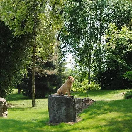 Hedi